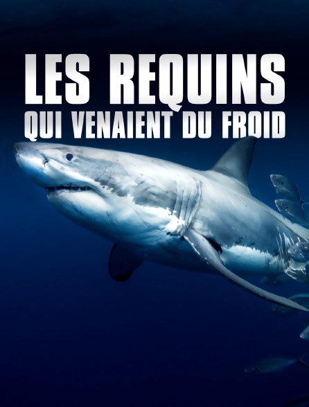 Les requins qui venaient du froid