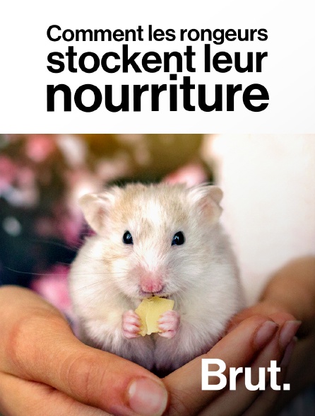 Brut - Comment les rongeurs stockent leur nourriture