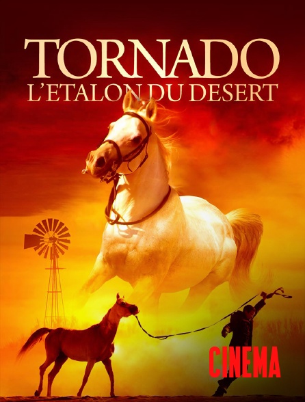 Molotov Channels Cinéma - Tornado, l'étalon du désert
