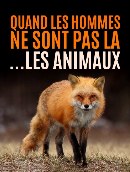 Quand l'homme n'est pas là... les animaux