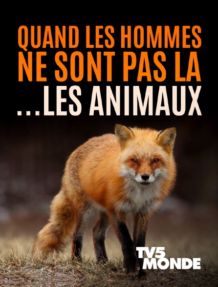 TV5MONDE - Quand l'homme n'est pas là... les animaux