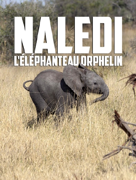 Naledi, l'éléphanteau orphelin