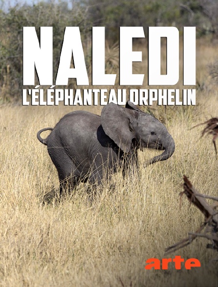 Arte - Naledi, l'éléphanteau orphelin