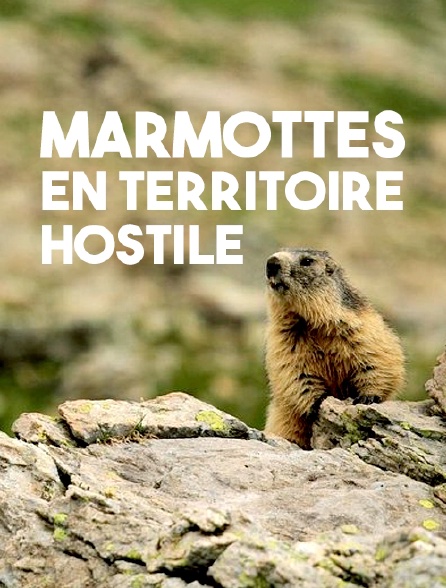 Marmottes en territoire hostile