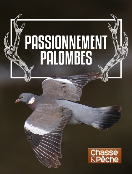 Chasse et pêche - Passionnément palombes