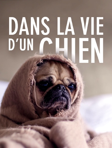 Dans la vie d'un chien