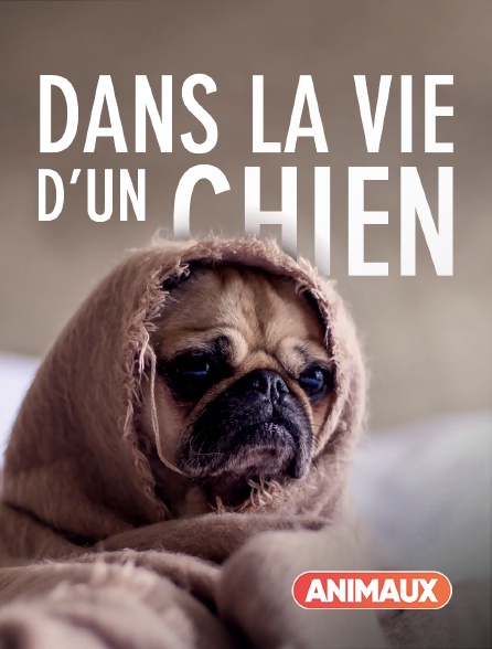 Animaux - Dans la vie d'un chien