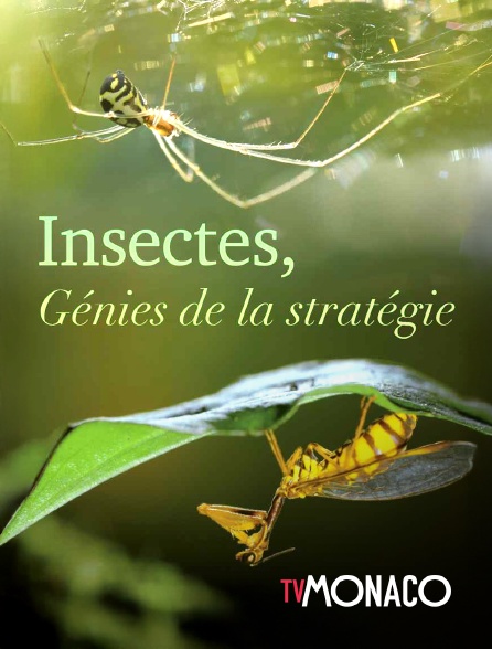TV Monaco - Insectes, génies de la stratégie