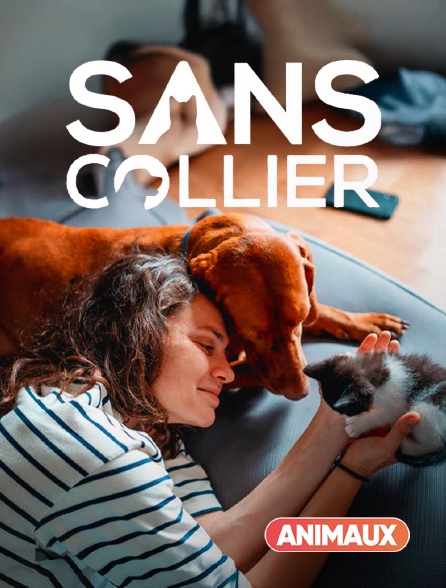 Animaux - Chiens et chats sans collier