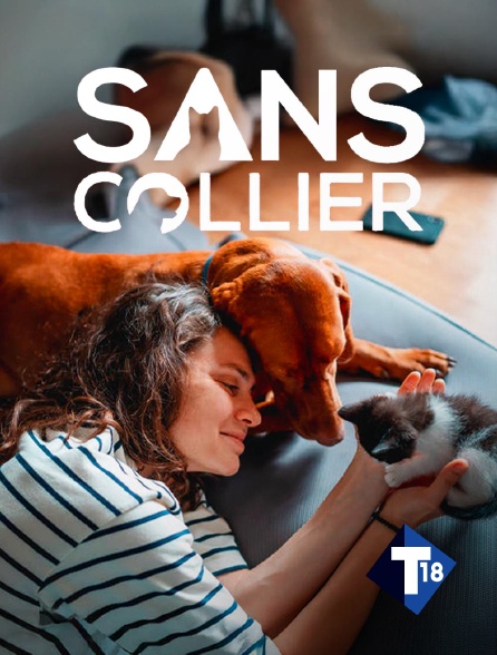 T18 - Chiens et chats sans collier