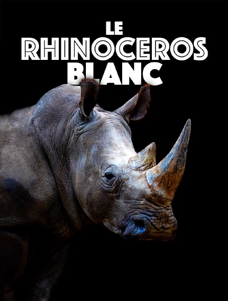 Le rhinocéros blanc : une aventure familiale au cœur de l'Afrique