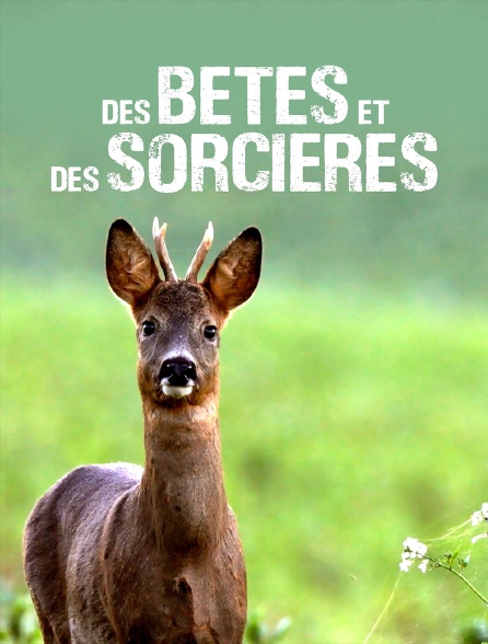 Des bêtes et des sorcières