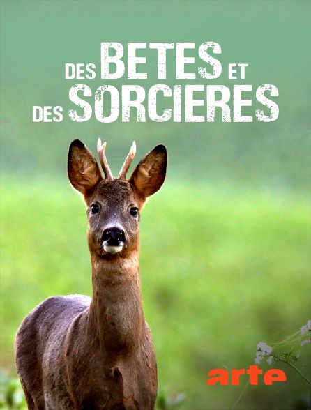 Arte - Des bêtes et des sorcières