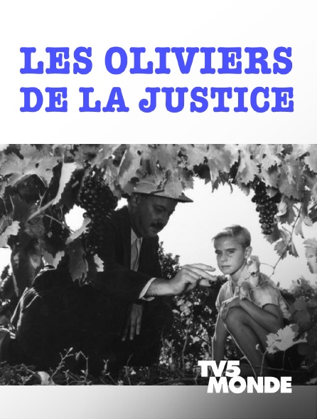 TV5MONDE - Les Oliviers de la justice