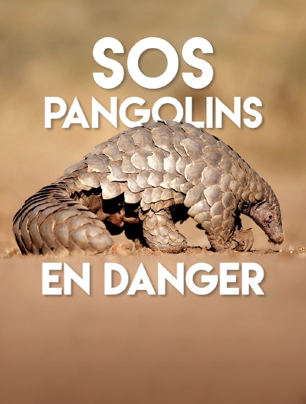 SOS pangolins en danger