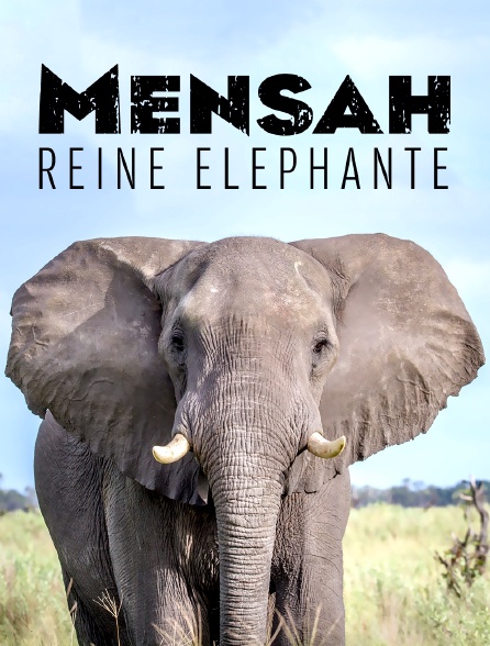 Mensah, reine éléphante