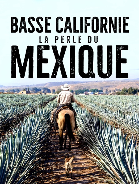 Basse Californie : la perle du Mexique