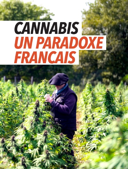Cannabis, un paradoxe français
