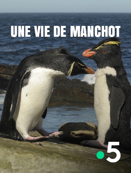 France 5 - Une vie de manchot