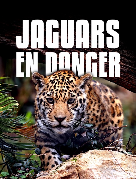 Jaguars en danger