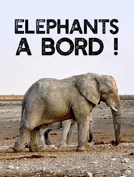 Eléphants à bord !