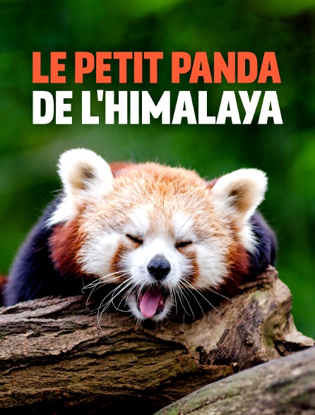 Le petit panda de l'Himalaya
