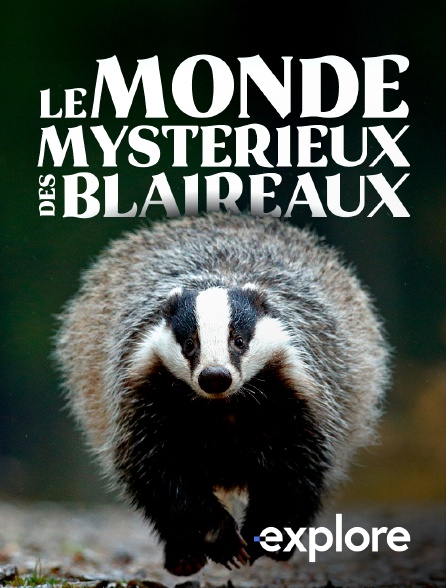 EXPLORE - Le monde mystérieux des blaireaux
