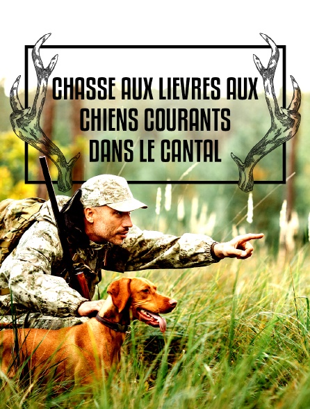 Chasse aux lièvres aux chiens courants dans le Cantal