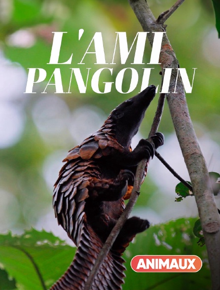 Animaux - L'ami pangolin