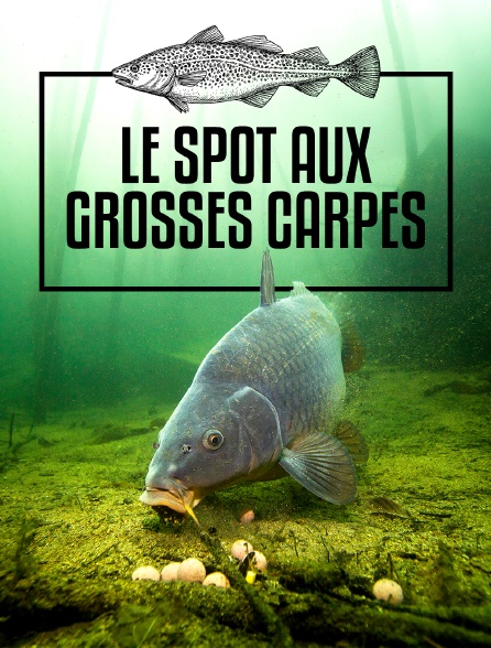 Le spot aux grosses carpes