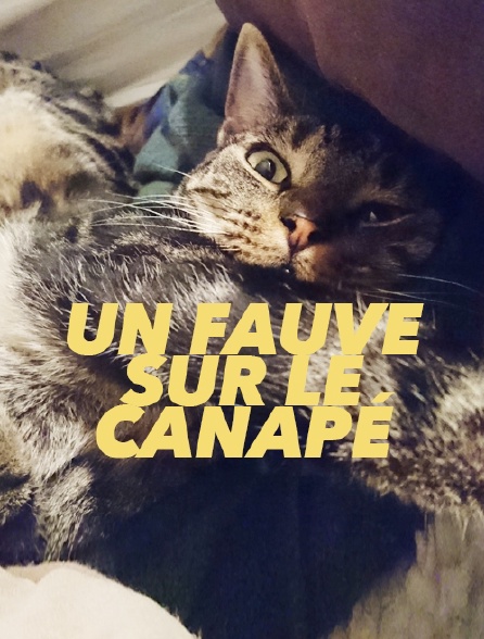 Un fauve sur le canapé