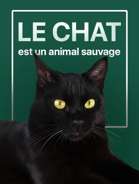 Le chat est un animal sauvage