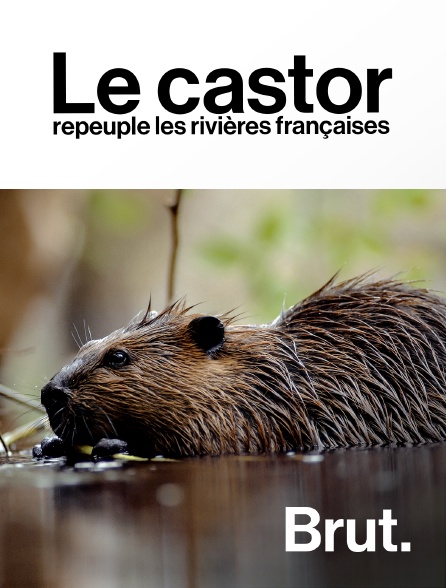 Brut - Le castor repeuple les rivières françaises