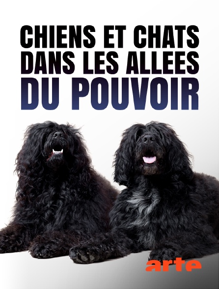 Arte - Chiens et chats dans les allées du pouvoir