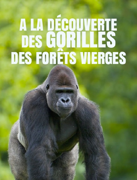 A la découverte des gorilles des forêts vierges