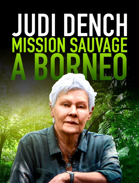 Judi Dench : mission sauvage à Borneo