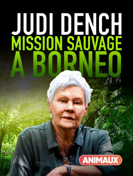Animaux - Judi Dench : mission sauvage à Borneo