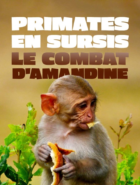 Primates en sursis, le combat d'Amandine