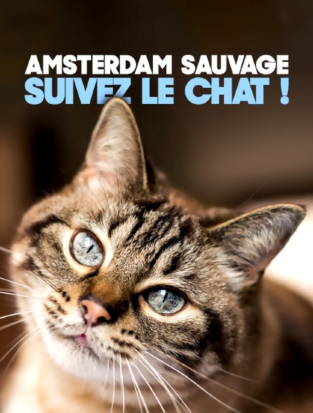 Amsterdam sauvage : Suivez le chat !