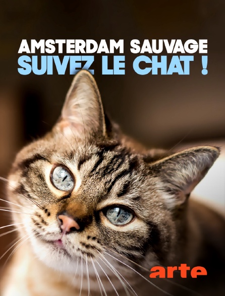 Arte - Amsterdam sauvage : Suivez le chat !