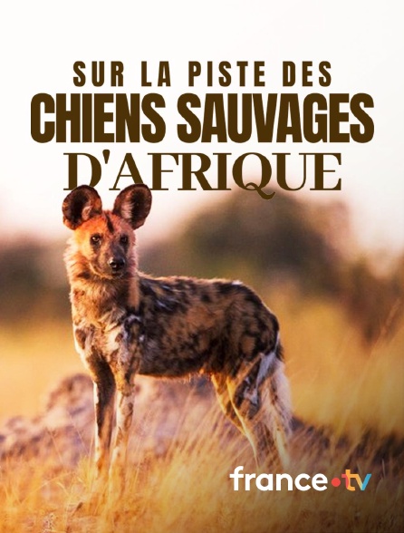 france.tv - Sur la piste des chiens sauvages d'Afrique