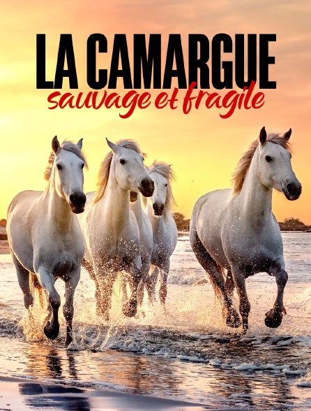 La Camargue : sauvage et fragile