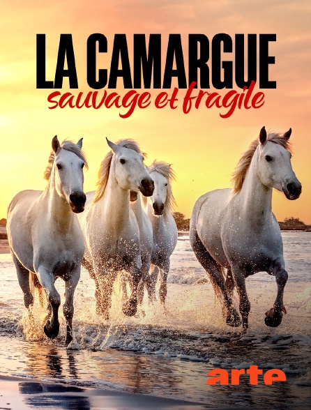 Arte - La Camargue : sauvage et fragile