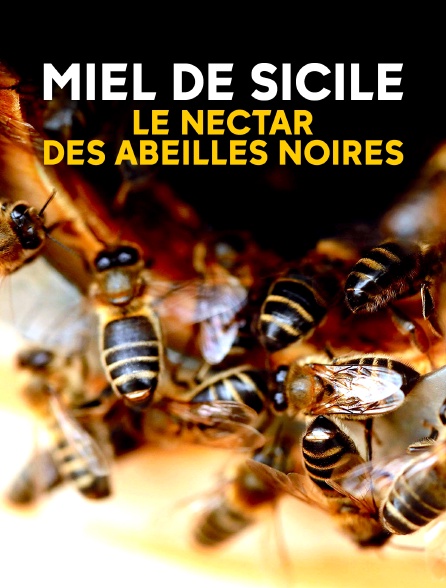 Miel de Sicile, le nectar des abeilles noires