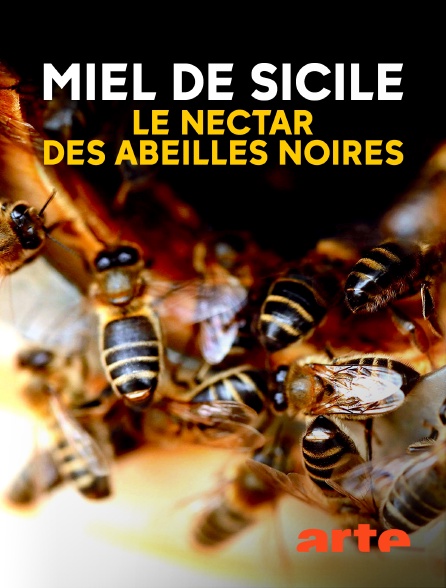 Arte - Miel de Sicile, le nectar des abeilles noires