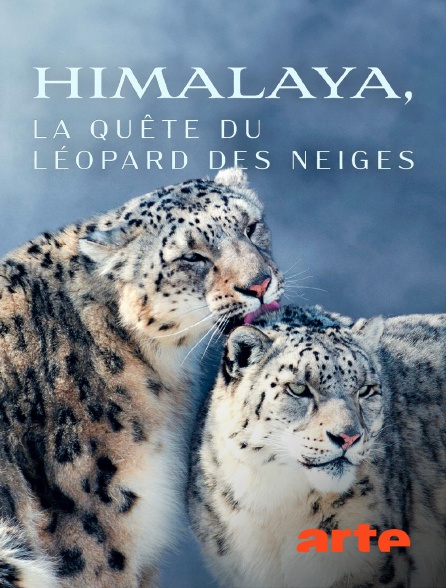 Arte - Himalaya, la quête du léopard des neiges en replay