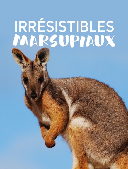 Irrésistibles marsupiaux