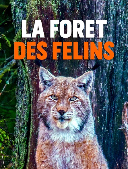 La forêt des félins