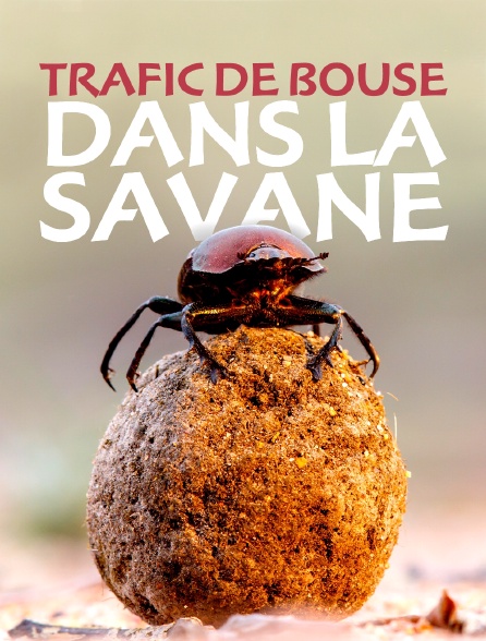 Trafic de bouse dans la savane