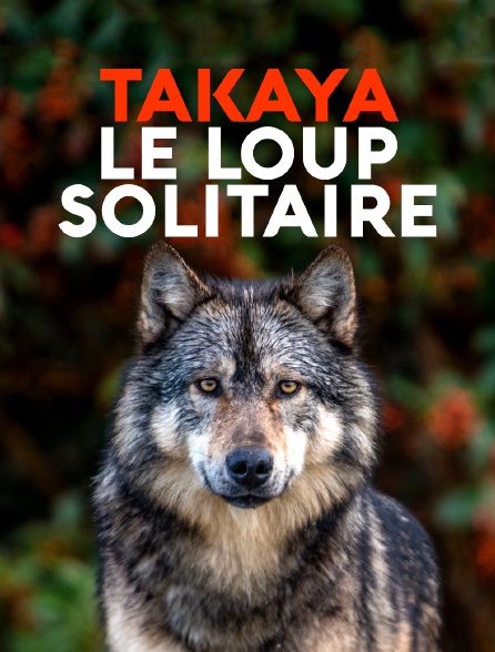 Takaya, le loup solitaire